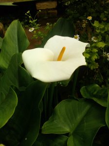 LONELY ANTHURIUM (MOM LOVES THIS FLOWER)